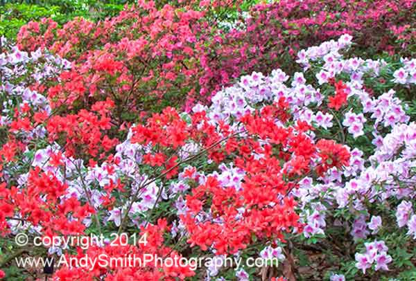 Azaleas in the Spring